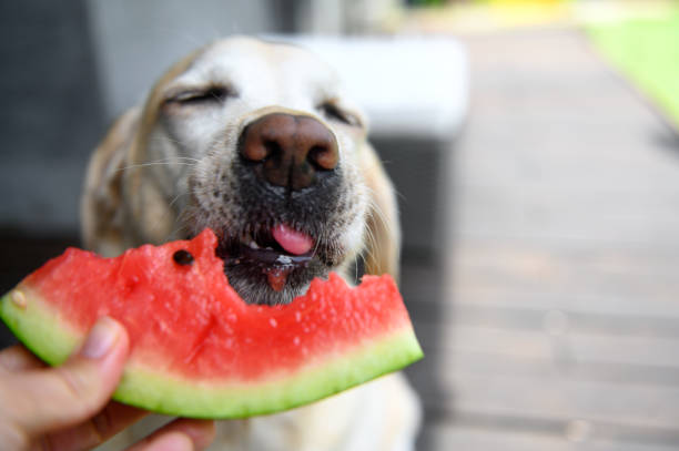 Yellow lab happily eating a slice of watermelon