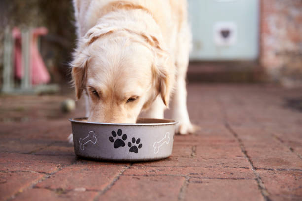 Golden retriever eating food out of a grey bowl on the floor