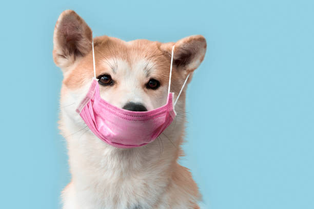 Shiba with medical mask over its mouth