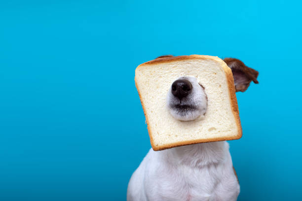 Terrier with its snout through a piece of white bread
