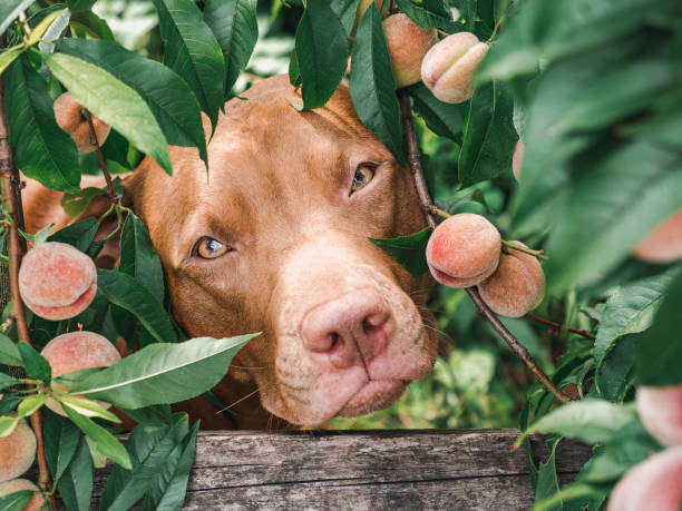 Pitbull pocking its head through a peach bush