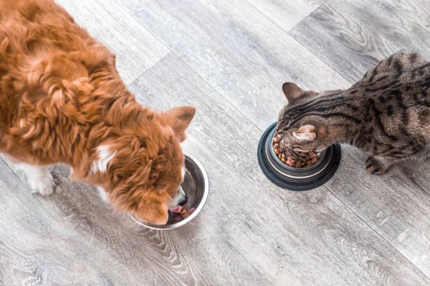 Cat and dog eating from separate bowls, across from one another