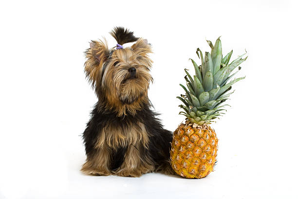 Yorkie sitting beside a pineapple