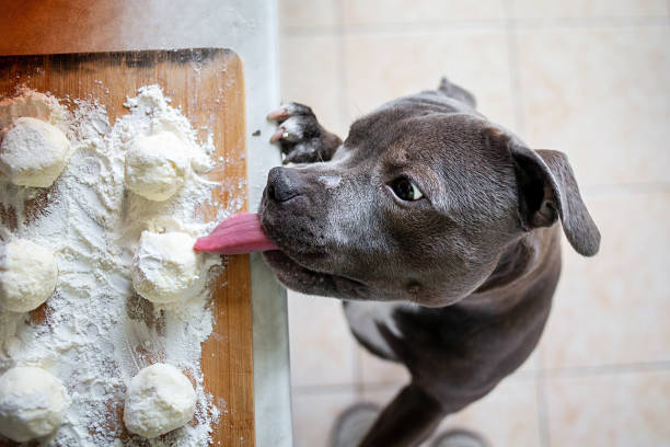 Pitbull licking dough on the counter