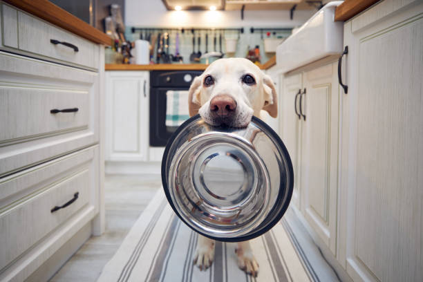 Yellow lab holding silver food dish in its mouth