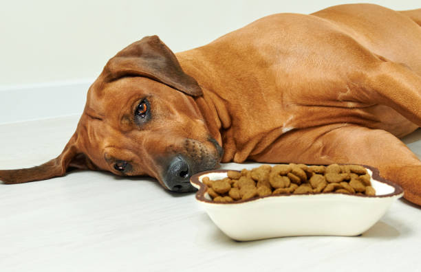 Brown dog laying sadly beside a large bowl full of food
