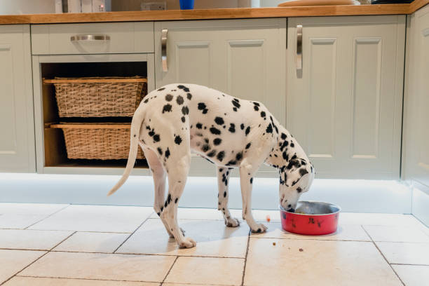 Dalmatian eating out of a red bowl in the kitchen