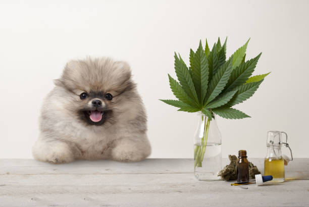 Pomeranian posing beside a hemp plant, CBD oil and CBD treats