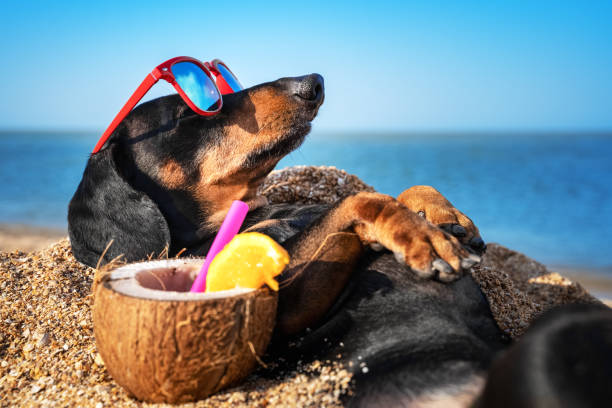 Weiner dog laying on the beach with sunglasses on and a coconut drink beside them