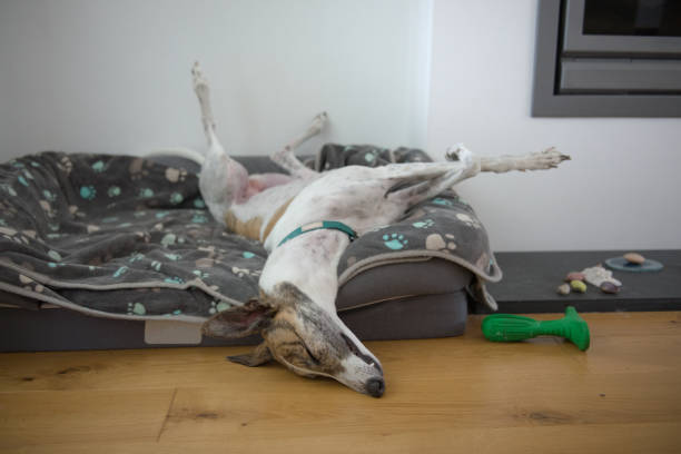Whippet sleeping upside down on their dog bed
