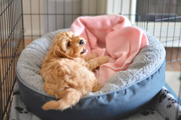 Doodle puppy playing in their bed in a metal crate