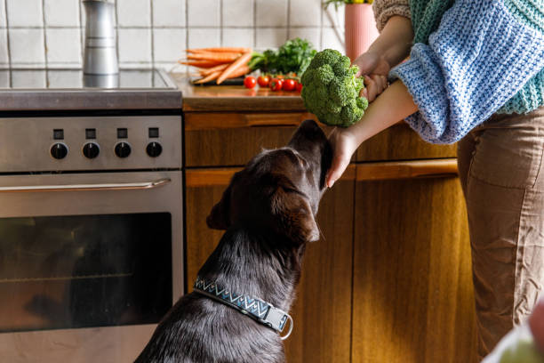 Owner feeding german short haired pointer broccoli from the counter in the kitchen