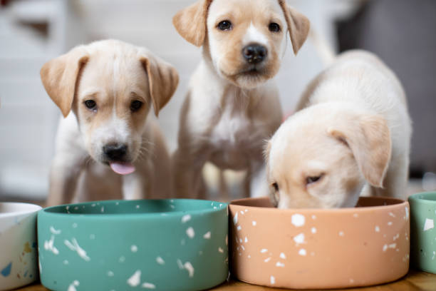 3 lab puppies eating in a line