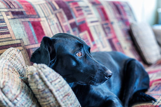 Nervous black lab hiding on the couch