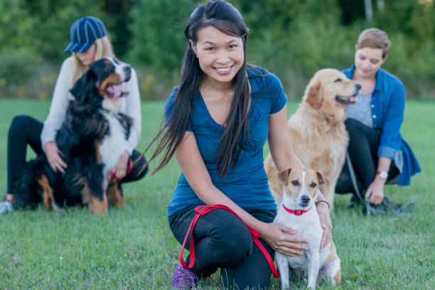 Dog trainer working on recall with a golden retriever in a park