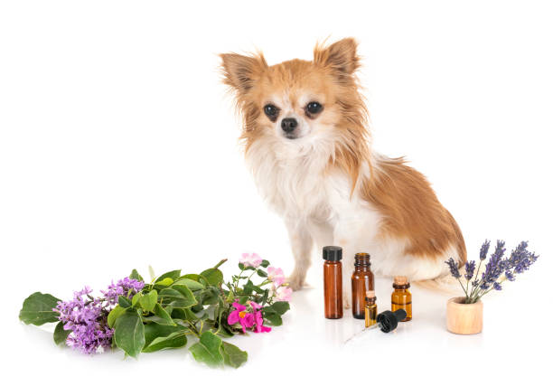 Chihuahua sitting with ingredients for essential oils