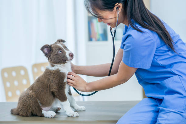 Veterinarian checking the heart of a young mixed breed dog