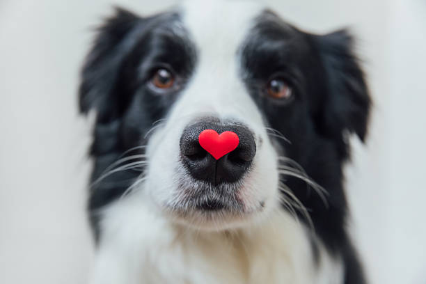 Border collie with a tiny red paper heart on its nose