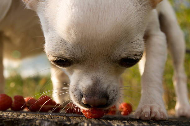 Chihuahua eating raspberries off a bench outside