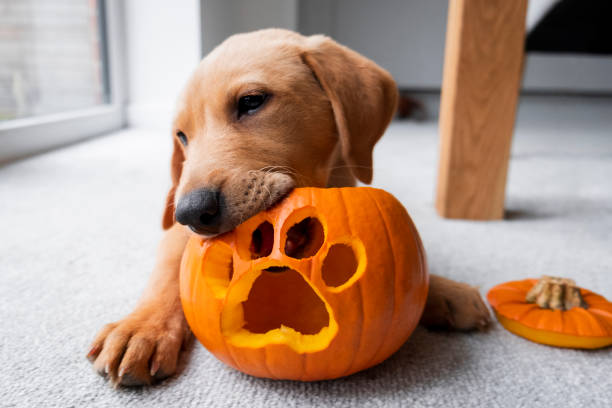 Lab puppy eating a pumpkin with a paw print cut out on it