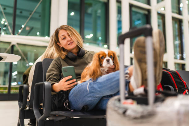 Girl holding her cavalier king charles spaniel while waiting for her flight in the airport
