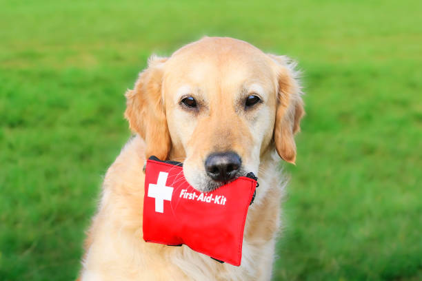 Golden retriever holding a first aid kit in its mouth