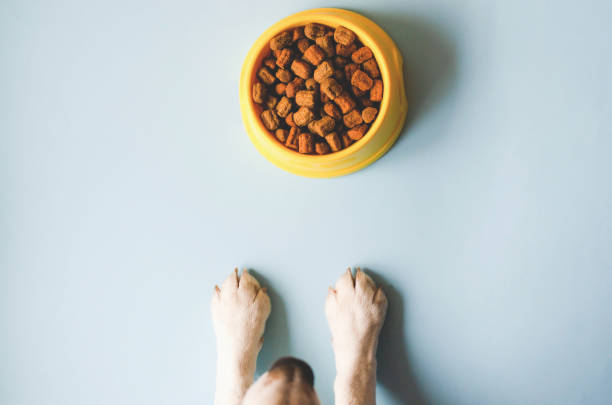 Dog paws in front of a bowl of kibble