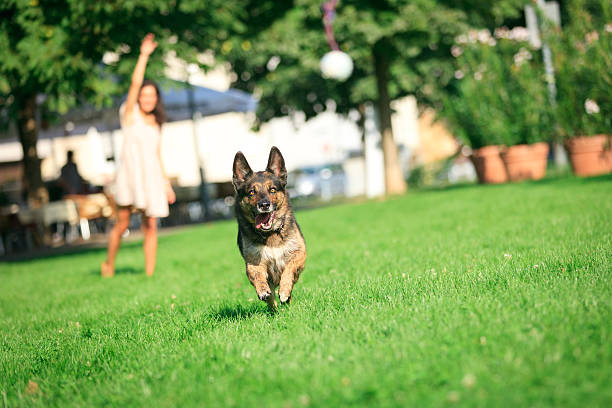 Owner throwing ball for golden retriever to fetch