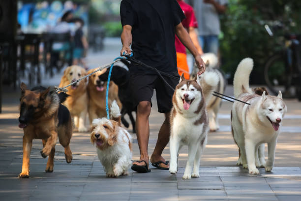 Dog walker walking 10+ dogs down the street
