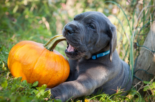Mastiff puppy chewing on the stem of a small pumpkin