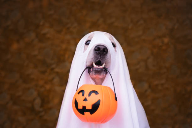 Golden retriever in a ghost costume with a pumpkin basket in its mouth