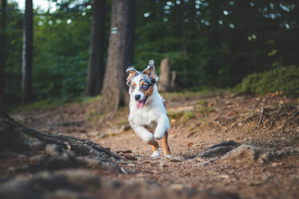 Australian Shepard running through a grass field