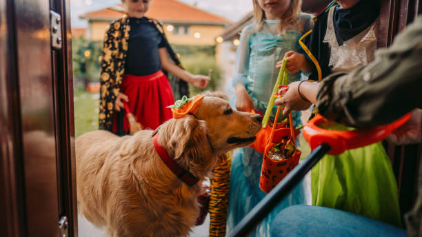 Golden retriever trick or treating on halloween with kids