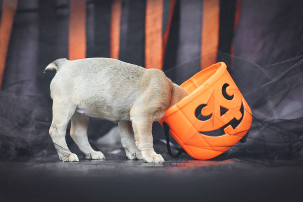 Pug with its head in a pumpkin halloween basket, eating all the candy
