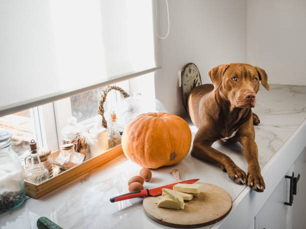 Dog on the kitchen counter beside a pumpkin and baking supplies