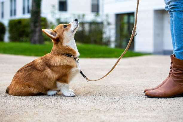 Owner training corgi using positive reinforcement