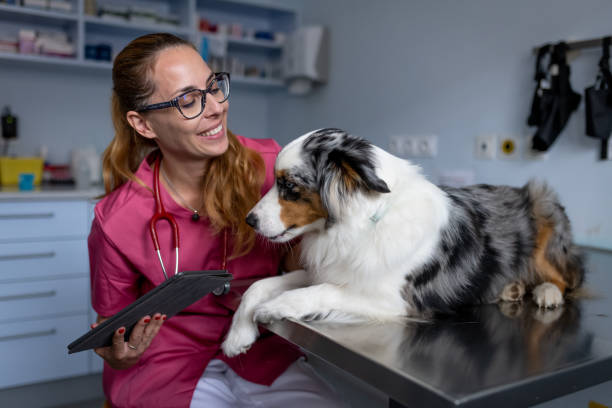 Vet examining an Australian shepherd before a spay/neuter