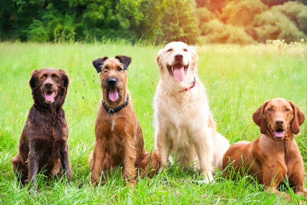 Different large dog breeds sitting in a line, outside in the park socializing with each other and training