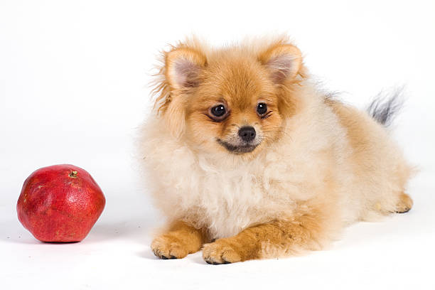 Pomeranian laying next to a whole pomegranate