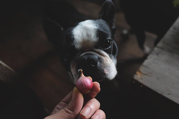 Boston terrier staring at an onion