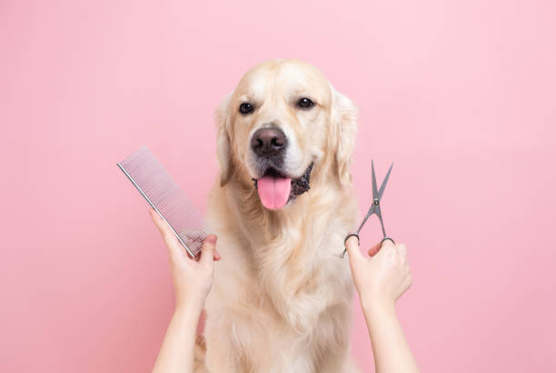 Golden retriever with a comb and brush on a solid pink background
