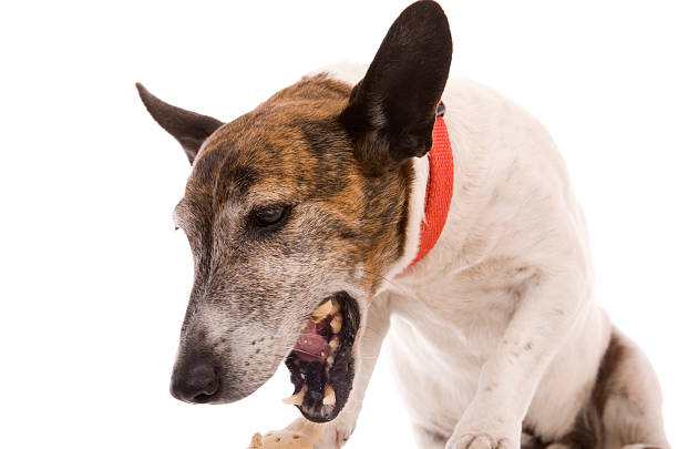 Small terrier coughing