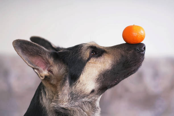 German shepherd balancing a clementine on its nose