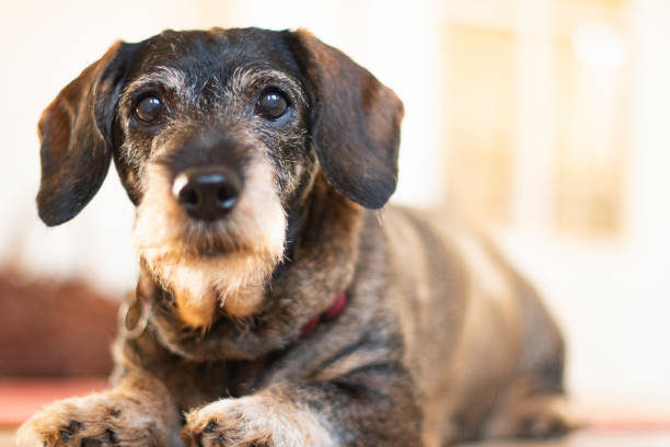 Older dachshund laying on the floor
