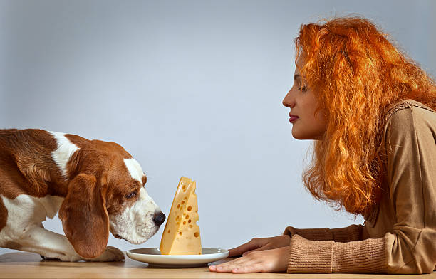 Owner offering their basset hound a large chunk of swiss cheese