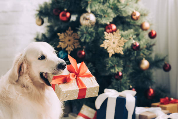 Golden retriever holding a christmas gift in its mouth in front of the christmas tree