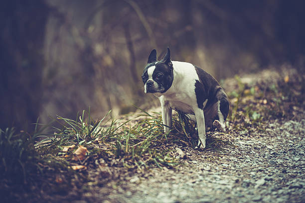 Boston Terrier crouching to poop in the park