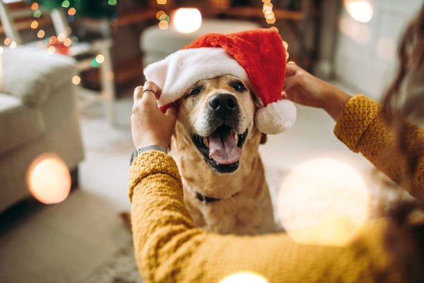 Golden retriever with a santa hat on its head