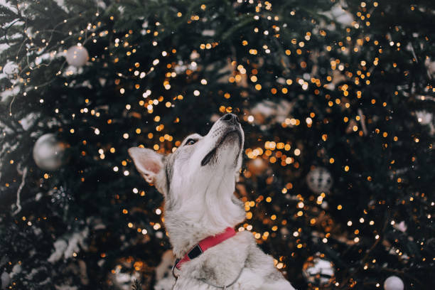 Husky dog staring up at christmas lights on a spruce tree outside