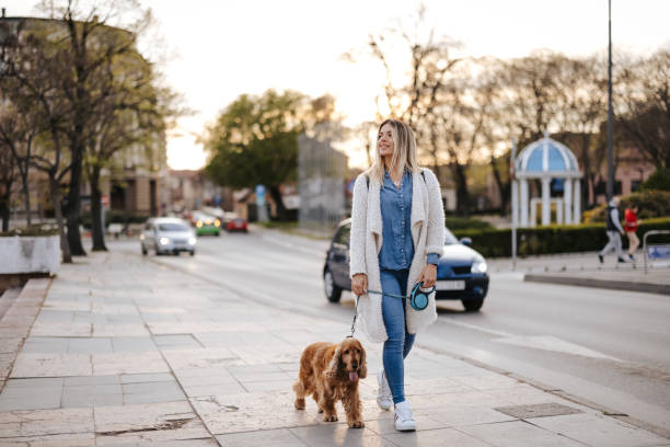 Lady walking her cocker spaniel down the street in the city